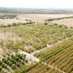 Унищожена градина заради черната златка