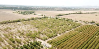 Унищожена градина заради черната златка