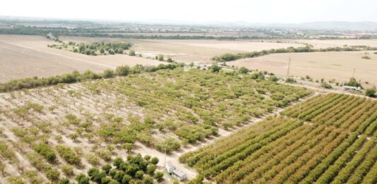 Унищожена градина заради черната златка