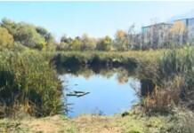 Боянското блато