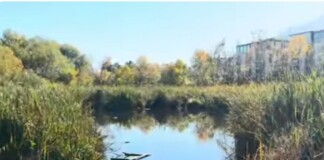 Боянското блато