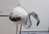 Спасеното фламинго