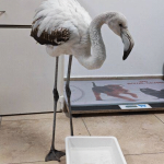 Спасеното фламинго