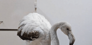 Спасеното фламинго