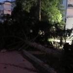 Изкоренено дърво във Враца