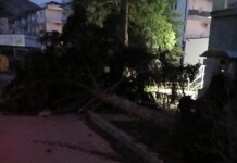 Изкоренено дърво във Враца