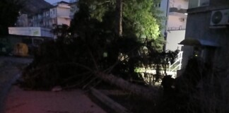 Изкоренено дърво във Враца