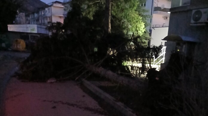 Изкоренено дърво във Враца Изкоренено дърво във Враца