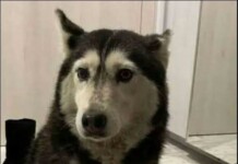 Заради прегазеното куче Мая: Граждани на протест пред ВМА с искане лекарят да бъде отсранен Кучето Мая