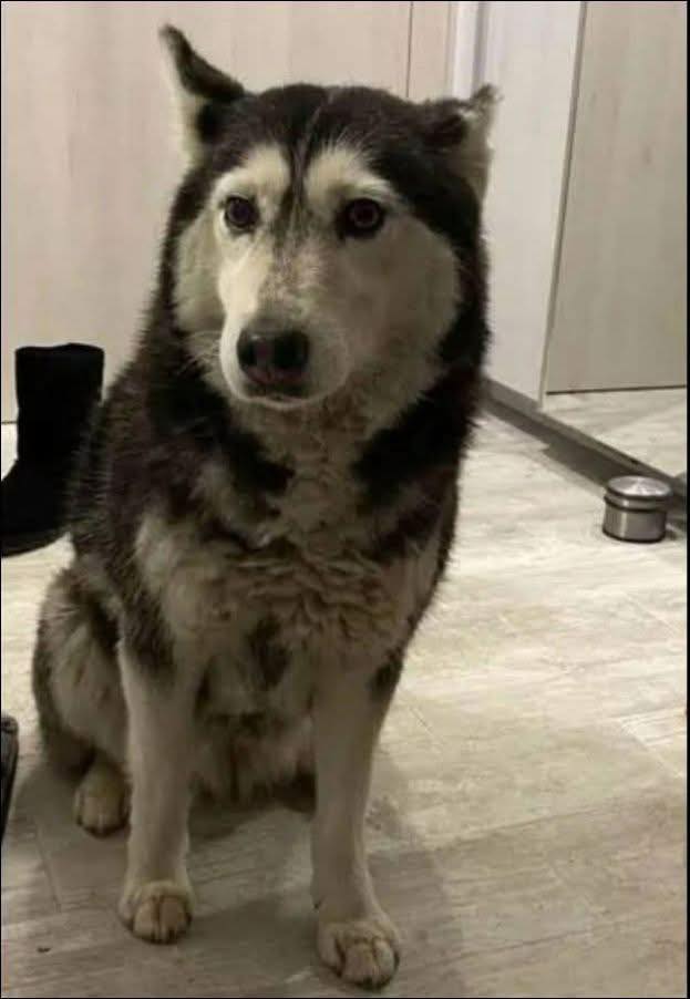 След разпространението на шокиращия видеоклип от ноември който показва как