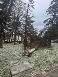 Паднало дърво