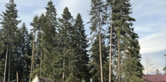 Паднало дърво в Боровец, община Самоков заради вятър