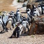Пингвини, пингвина