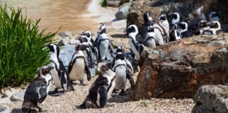 Пингвини, пингвина