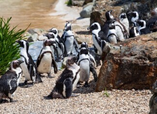 Пингвини, пингвина