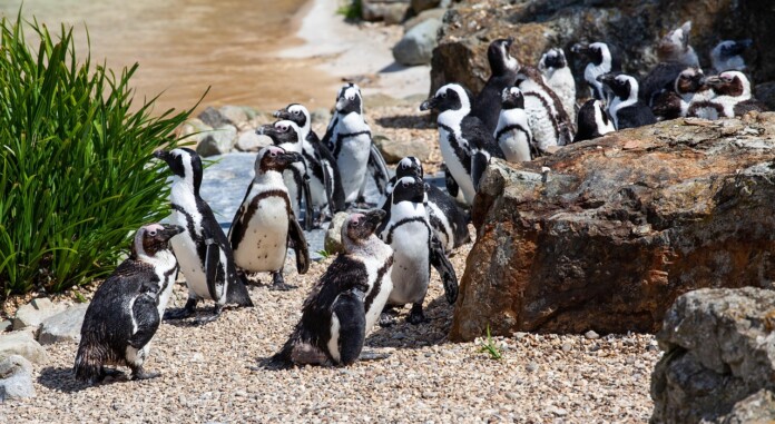 Пингвини, пингвина