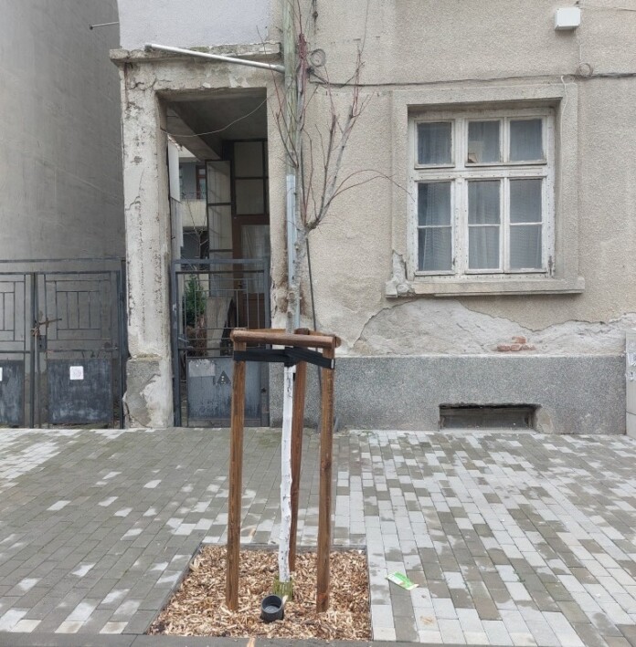 Вандали чупят новозасадени дръвчета в центъра на Бургас