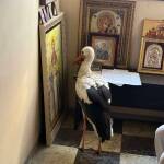 Щъркел. Снимка: City vet, Facebook