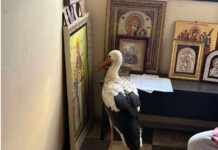 Щъркел. Снимка: City vet, Facebook