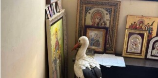 Щъркел. Снимка: City vet, Facebook