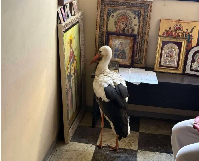 Щъркел. Снимка: City vet, Facebook