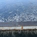 Умряла е рибата във всички басейни на рибна база край Карлово Умряла риба край Карлово