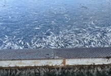 Умряла риба край Карлово