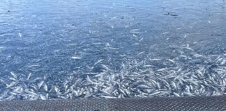 Умряла риба край Карлово