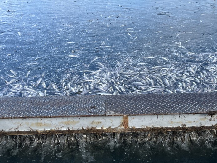 Умряла риба край Карлово