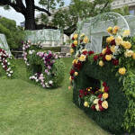 Над 840 000 цветя и хиляди нови дървета в София за две години Зеленината в София