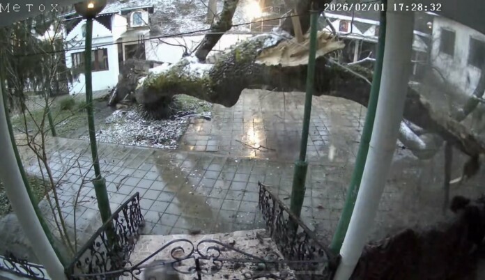 Старо дърво падна в манастир в Бургас, Игумения Ксения зове за помощ Дърво падна в манастир в Бургас