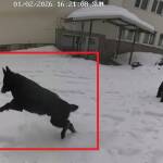 Едно от кучетата