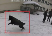 Едно от кучетата