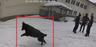 Едно от кучетата