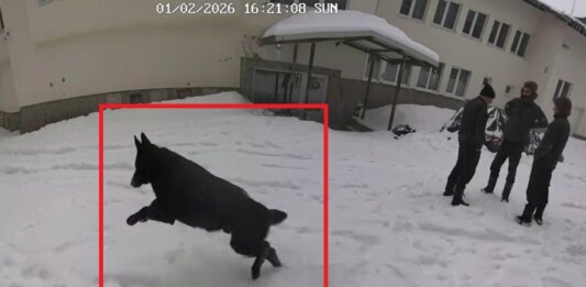 Едно от кучетата