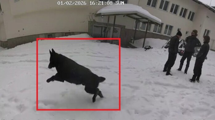 Едно от кучетата