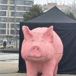 Прасето-касичка е в Бургас