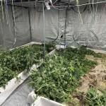 Удар на полицията в к.к. "Чайка": Модерна ферма за канабис е разкрита във Варна