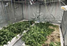 Удар на полицията в к.к. "Чайка": Модерна ферма за канабис е разкрита във Варна