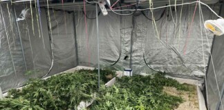 Удар на полицията в к.к. "Чайка": Модерна ферма за канабис е разкрита във Варна
