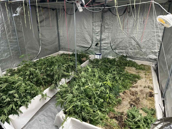 Ферма във Варна Удар на полицията в к.к. "Чайка": Модерна ферма за канабис е разкрита във Варна