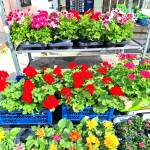 Изложение „Цветна пролет“ в Асеновград Изложение "Цветна пролет" в Асеновград