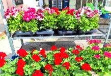 Изложение "Цветна пролет" в Асеновград