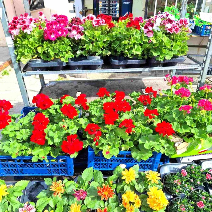 Изложение "Цветна пролет" в Асеновград