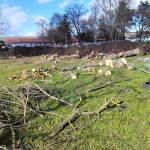 Сигнал до Искра.бг: В социалния дом в Русокастро се секат дървета. Законно ли е? Изсечените дървета