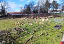 Изсечените дървета