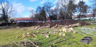 Изсечените дървета