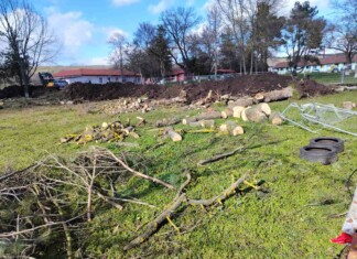 Изсечените дървета