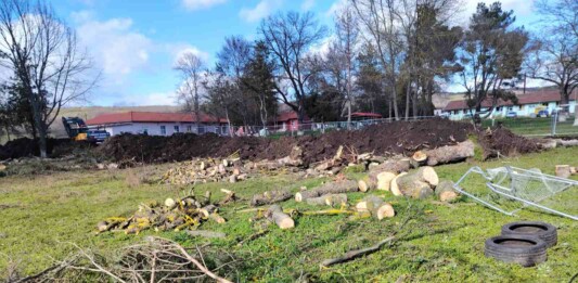 Изсечените дървета