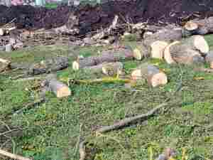 Сигнал до Искра.бг: В социалния дом в Русокастро се секат дървета. Законно ли е? 2 Изсечените дървета